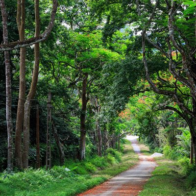 Cuc Phuong National Park