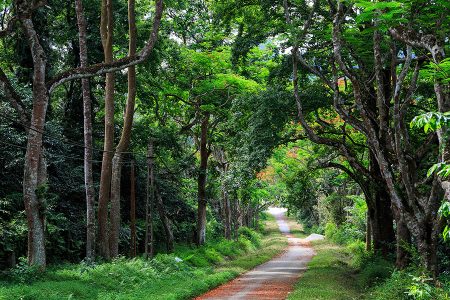 Cuc Phuong National Park is Vietnam’s largest national park and one of the most important sites for biodiversity in the country.