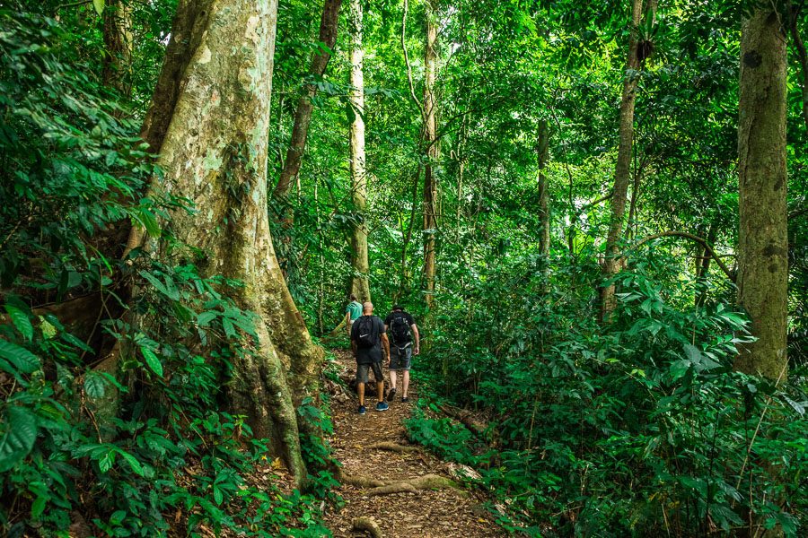 An hour away from Ninh Bình, Cúc Phương National Park has beautiful trails for hikers.