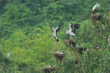 Thung Nham Bird Park is home to 40 bird species, some of them are listed in the Vietnam Red Book